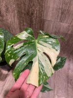 Rare Monstera Variegated Leaves (4” pot)