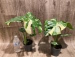 Rare Monstera Variegated Leaves (4” pot) - Image 3