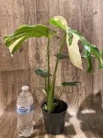 Rare Monstera Variegated Leaves (4” pot) - Image 12