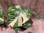 Rare Monstera Variegated Leaves (4” pot) - Image 10