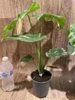 Rare Monstera Variegated Leaves (4” pot) - Image 13