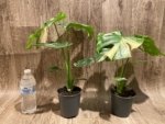 Rare Monstera Variegated Leaves (4” pot) - Image 7