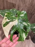 Rare Monstera Variegated Leaves (4” pot) - Image 2