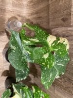 Rare Monstera Variegated Leaves (4” pot) - Image 9