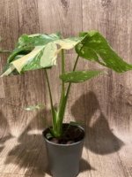 Rare Monstera Variegated Leaves (4” pot) - Image 15