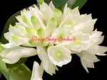 Dendrobium Hsinying Smile 'Mont Blanc’ (3.5” pot)
