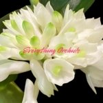 Dendrobium Hsinying Smile 'Mont Blanc’ (3.5” pot)