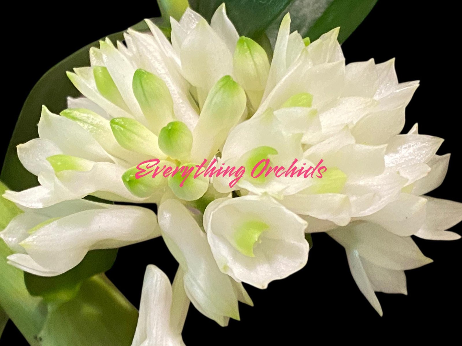 il_fullxfull.8483501679_e4tf.jpg Dendrobium Hsinying Smile 'Mont Blanc’ (3.5” pot) - Image 1