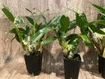 Dendrobium Hsinying Smile 'Mont Blanc’ (3.5” pot) - Image 6