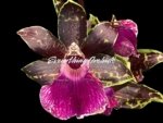In Buds/ Bloom Galeopetalum Hokulea 'Red Stars' (Galeopetalum Starburst x Zygopetalum Advance) (3.5” Pot)