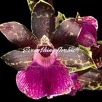 In Buds/ Bloom Galeopetalum Hokulea 'Red Stars' (Galeopetalum Starburst x Zygopetalum Advance) (3.5” Pot)