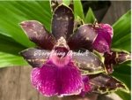 In Buds/ Bloom Galeopetalum Hokulea 'Red Stars' (Galeopetalum Starburst x Zygopetalum Advance) (3.5” Pot) - Image 2