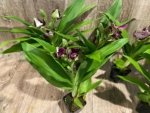 In Buds/ Bloom Galeopetalum Hokulea 'Red Stars' (Galeopetalum Starburst x Zygopetalum Advance) (3.5” Pot) - Image 3