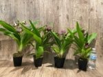 In Buds/ Bloom Galeopetalum Hokulea 'Red Stars' (Galeopetalum Starburst x Zygopetalum Advance) (3.5” Pot) - Image 12