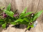 In Buds/ Bloom Galeopetalum Hokulea 'Red Stars' (Galeopetalum Starburst x Zygopetalum Advance) (3.5” Pot) - Image 5