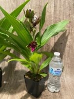 In Buds/ Bloom Galeopetalum Hokulea 'Red Stars' (Galeopetalum Starburst x Zygopetalum Advance) (3.5” Pot) - Image 10