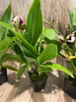 Double Spikes Galeopetalum Hokulea 'Red Stars' (Galeopetalum Starburst x Zygopetalum Advance) (3.5” Pot) - Image 7