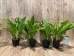 Double Spikes Galeopetalum Hokulea 'Red Stars' (Galeopetalum Starburst x Zygopetalum Advance) (3.5” Pot) - Image 12