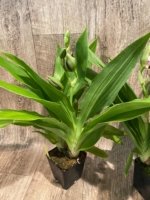 Double Spikes Galeopetalum Hokulea 'Red Stars' (Galeopetalum Starburst x Zygopetalum Advance) (3.5” Pot) - Image 8