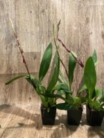 In Spikes Oncidium Aloha Kapoho (3.5” pot) - Image 2