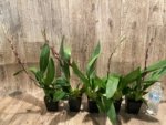In Spikes Oncidium Aloha Kapoho (3.5” pot) - Image 6