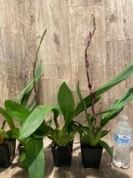In Spikes Oncidium Aloha Kapoho (3.5” pot) - Image 5
