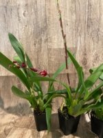 Double Spikes Oncidium Aloha Kapoho (3.5” pot) - Image 5