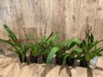 Double Spikes Oncidium Aloha Kapoho (3.5” pot) - Image 9