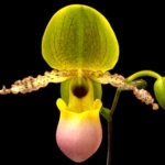 Paph. Pinocchio x sib Sequential Bloom (Blooming Size) (3.5” pot)