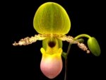 In Spike Paph. Pinocchio x sib Sequential Bloom(3.5” pot)