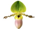 Paph. Pinocchio x sib Sequential Bloom (Blooming Size) (3.5” pot) - Image 2