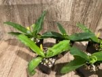 In Spike Paph. Pinocchio x sib Sequential Bloom(3.5” pot) - Image 6