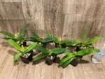 In Spike Paph. Pinocchio x sib Sequential Bloom(3.5” pot) - Image 8