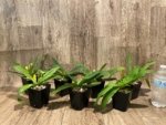 In Spike Paph. Pinocchio x sib Sequential Bloom(3.5” pot) - Image 9