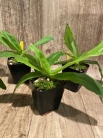 Paph. Pinocchio x sib Sequential Bloom (Blooming Size) (3.5” pot) - Image 3