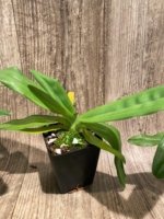 Paph. Pinocchio x sib Sequential Bloom (Blooming Size) (3.5” pot) - Image 6