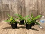 Paph. Pinocchio x sib Sequential Bloom (Blooming Size) (3.5” pot) - Image 9