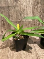 Paph. Pinocchio x sib Sequential Bloom (Blooming Size) (3.5” pot) - Image 5