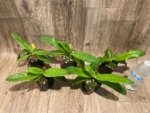 Paph. Pinocchio x sib Sequential Bloom (Blooming Size) (3.5” pot) - Image 8