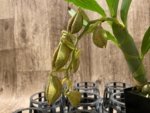 In Spike Cycnoches Jean E. Monnier 'Dark Spots' × Cyc. Brown's Choice 'Spotted Swan' (2” pot)