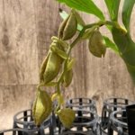 In Spike Cycnoches Jean E. Monnier 'Dark Spots' × Cyc. Brown's Choice 'Spotted Swan' (2” pot)