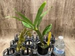 In Spike Cycnoches Jean E. Monnier 'Dark Spots' × Cyc. Brown's Choice 'Spotted Swan' (2” pot) - Image 3