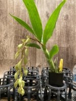 In Spike Cycnoches Jean E. Monnier (2” pot) - Image 2