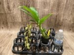 In Spike Cycnoches Jean E. Monnier (2” pot) - Image 4
