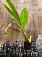 In Spike  Cycnoches cooperi 'Dark Star' × Cyc. Richard Brandon 'Sun Spots' (2” pot) - Image 2