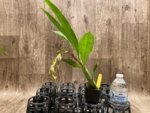In Spike  Cycnoches cooperi 'Dark Star' × Cyc. Richard Brandon 'Sun Spots' (2” pot) - Image 3