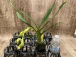 In Spike  Cycnoches cooperi 'Dark Star' x Cyc. Richard Branton 'Heavy Spots' (2” pot) - Image 4