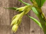 In Spike  Cycnoches William Clarke '#2' × Cyc. Richard Brandon 'Spotted Lip' (2” pot)
