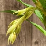 In Spike  Cycnoches William Clarke '#2' × Cyc. Richard Brandon 'Spotted Lip' (2” pot)