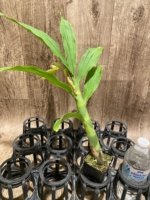 In Spike  Cycnoches William Clarke '#2' × Cyc. Richard Brandon 'Spotted Lip' (2” pot) - Image 2